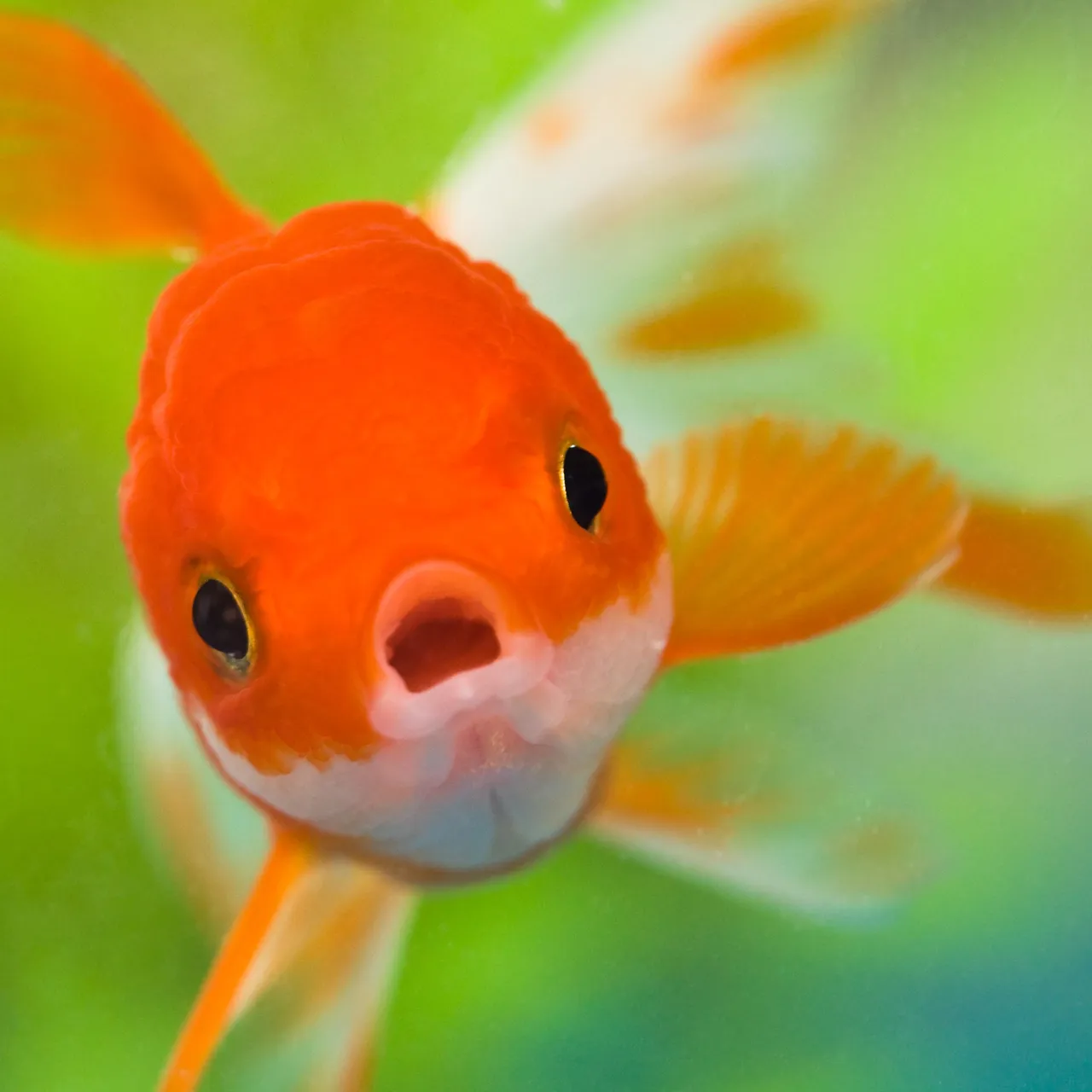 MrGoldfish